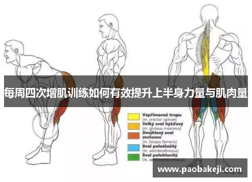 每周四次增肌训练如何有效提升上半身力量与肌肉量